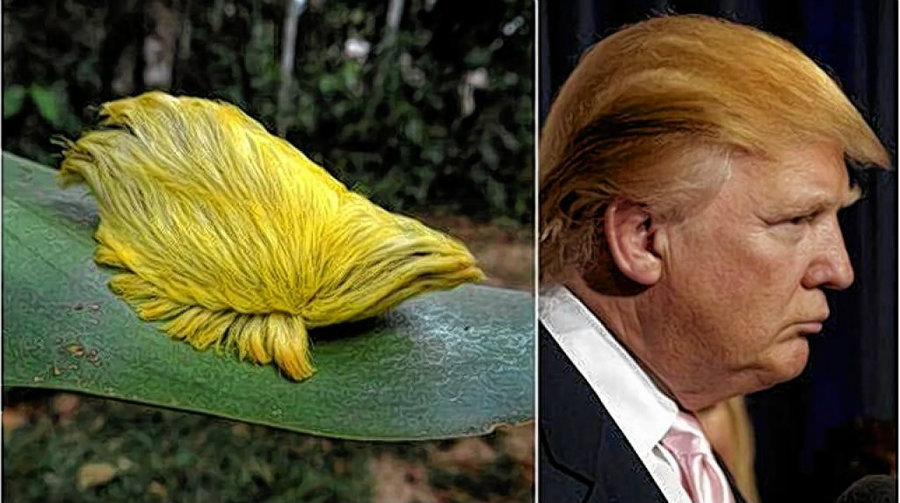 The Trumpapillar. Photo credit: Salzburg.com