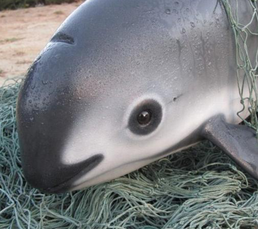 Vaquita