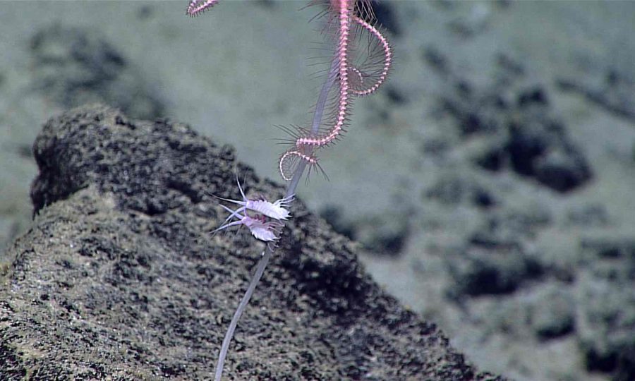 Mariana Trench