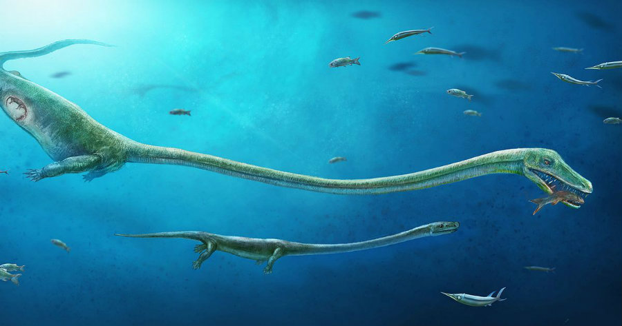 Dinocephalosaurus are the first of archosauromorphs found to give birth to live offspring. Image credit: PA / Mirror