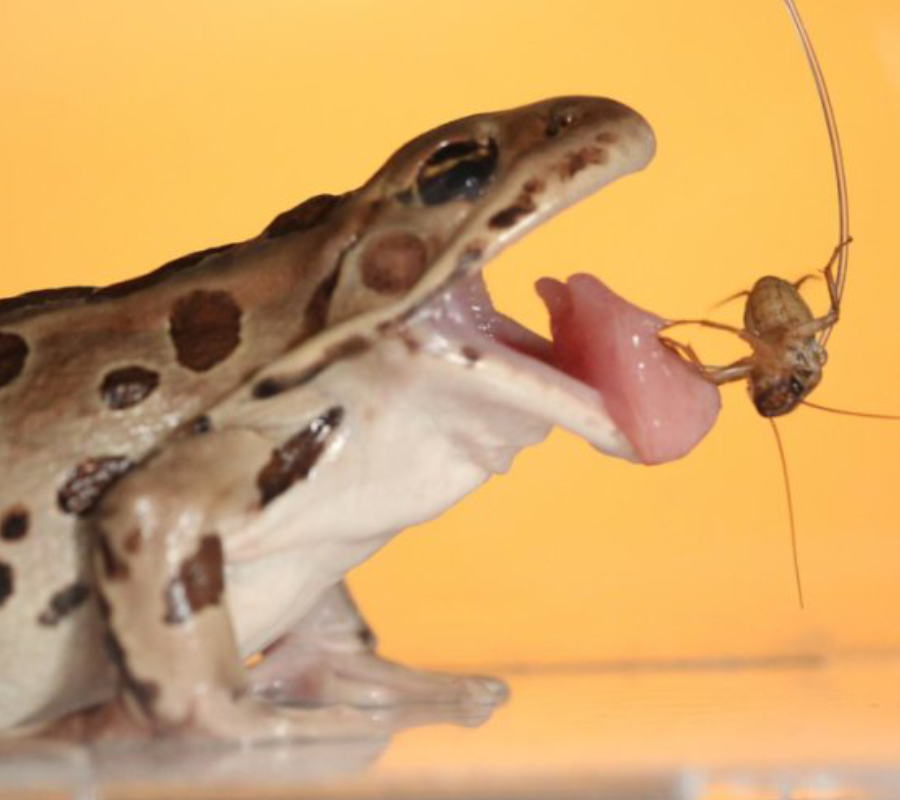 Frog