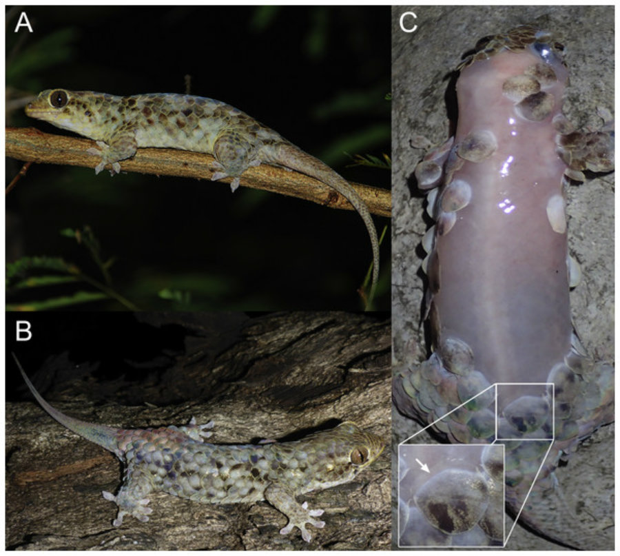 Image credit: PeerJ