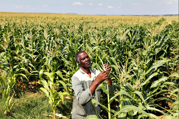 Farmer, Crops