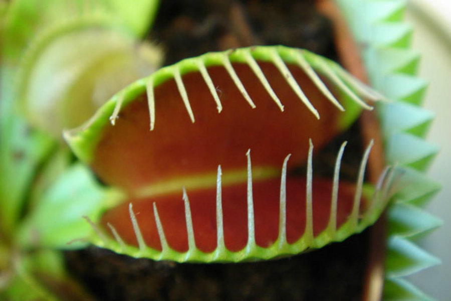 Venus flytrap. Image credit: Nike News