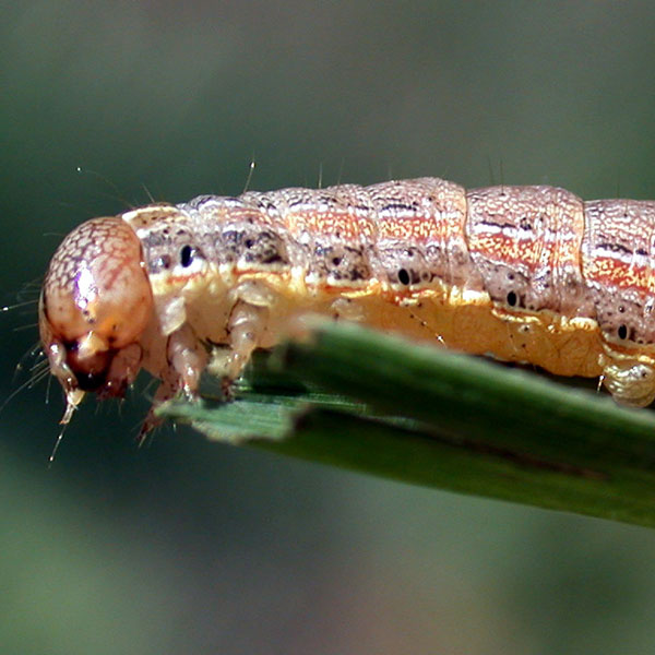download armyworm download armyworm