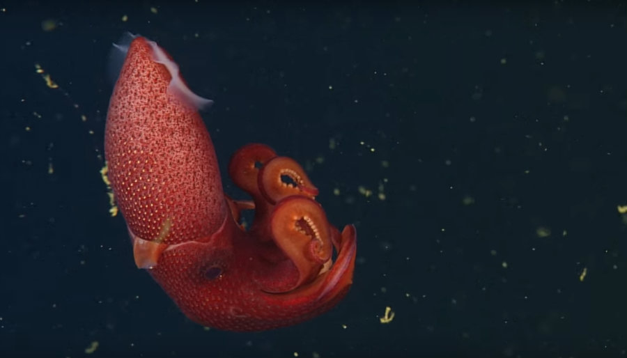 The "Cockeyed" squid. Image credit: Monterey Bay Aquarium Research Institute (MBARI) Youtube Channel