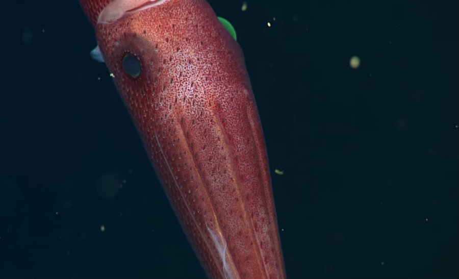 Researchers determined that each eye had different characteristics as each one of them must comply a different task. Image credit: Monterey Bay Aquarium Research Institute (MBARI) Youtube Channel