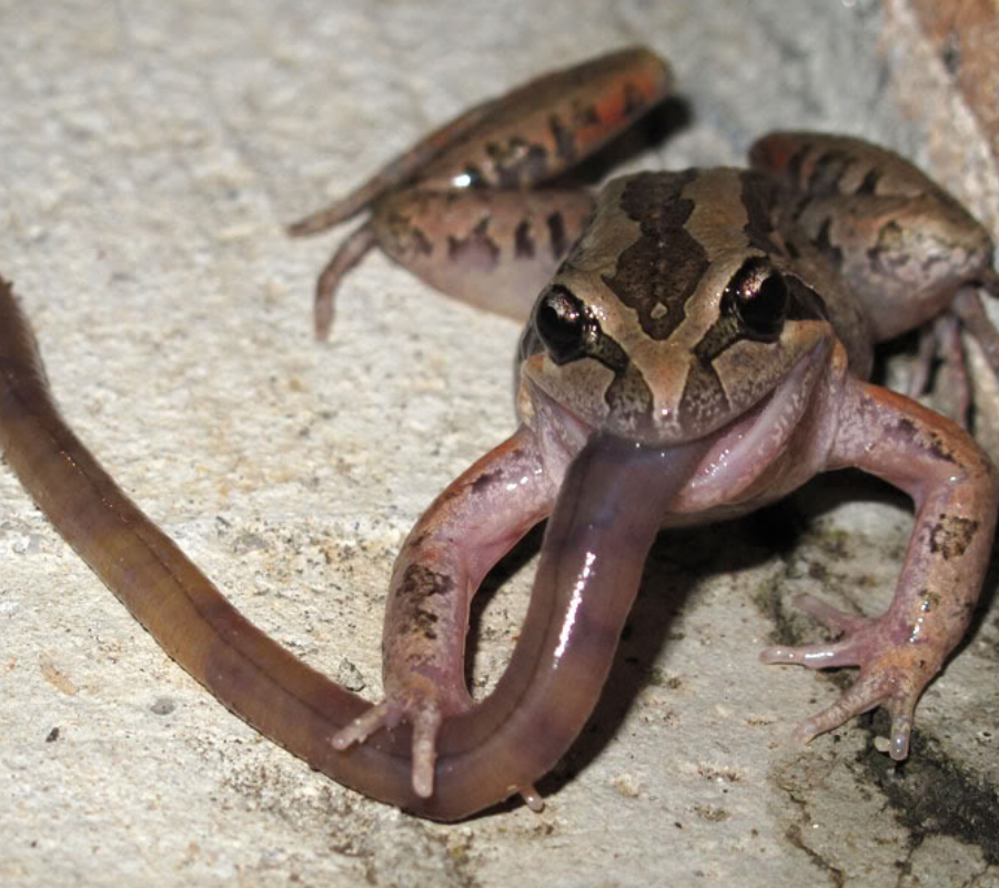Scientists reveal how a frog's tongue snags its prey