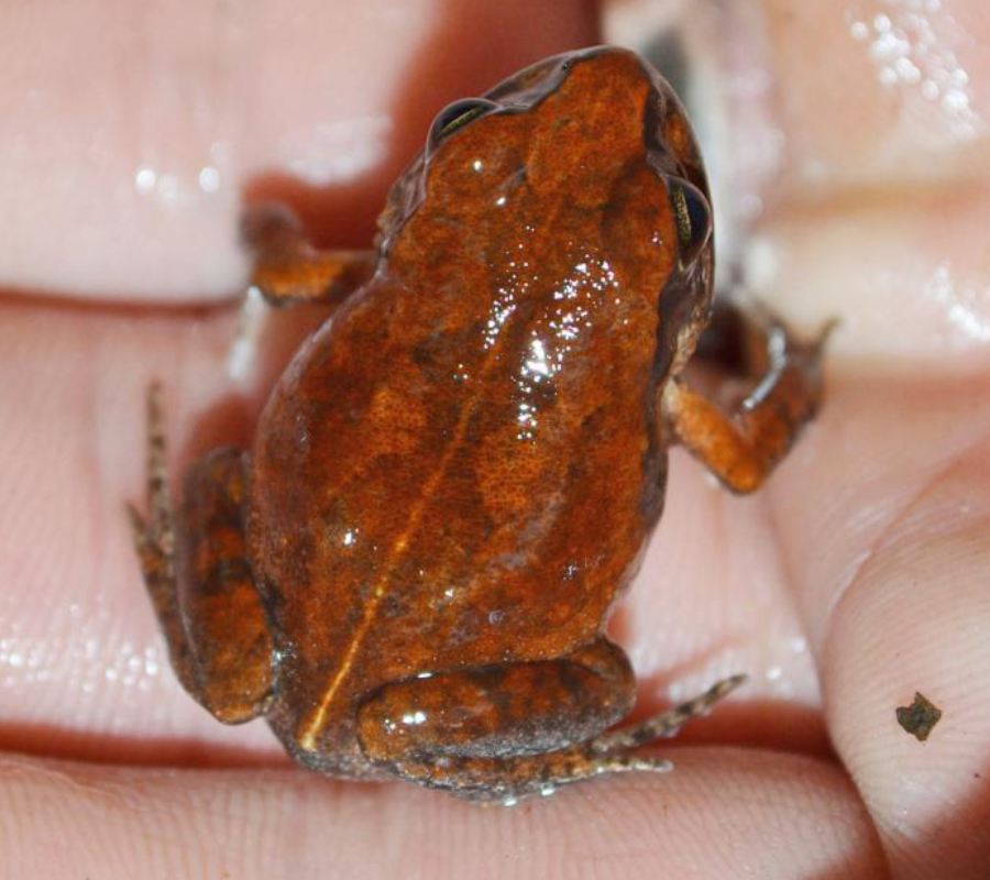 Arthroleptis troglodytes - Cave Squeaker