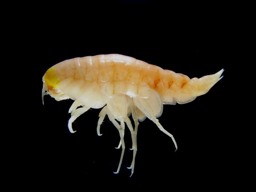hirondellea-gigas