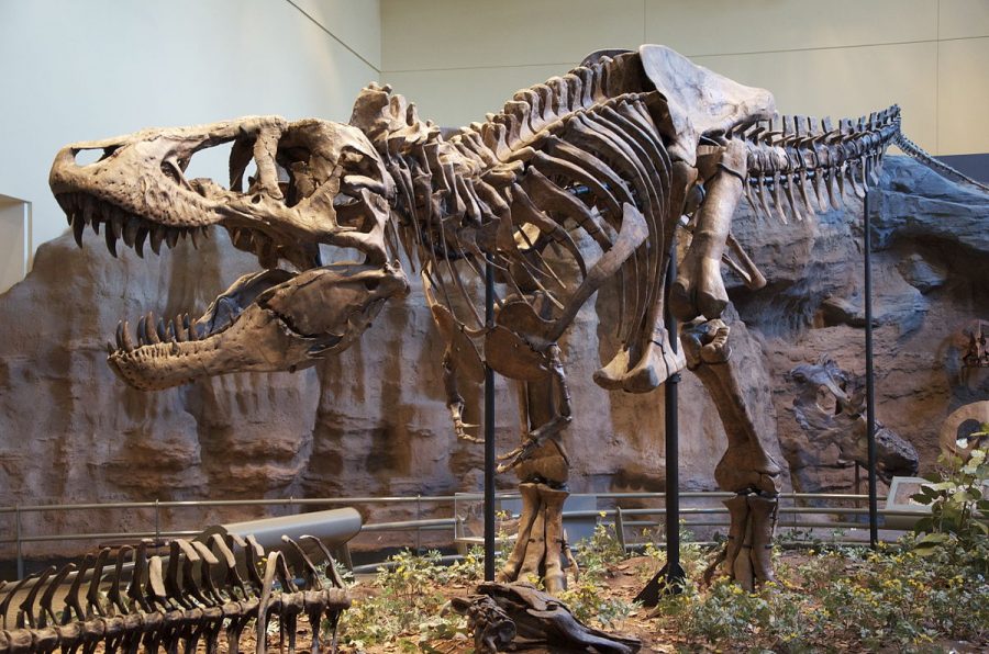 Tyrannosaurus Rex 