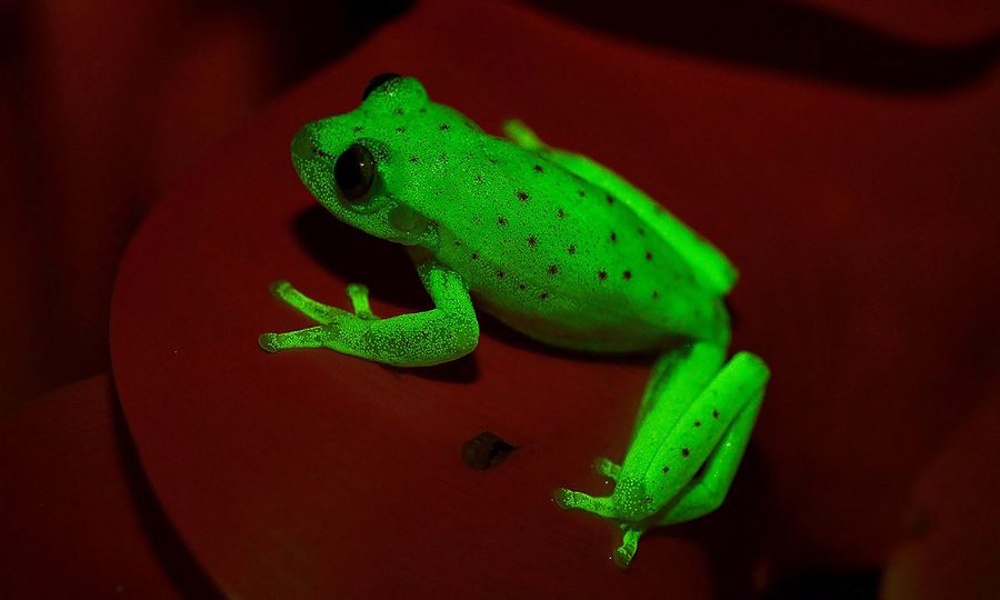 Fluorescent frog