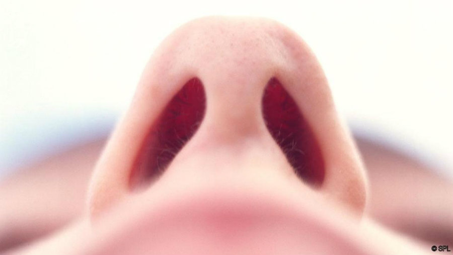 One of the primary functions of the nose is to warm the air that comes in. Image credit: SPL / BBC