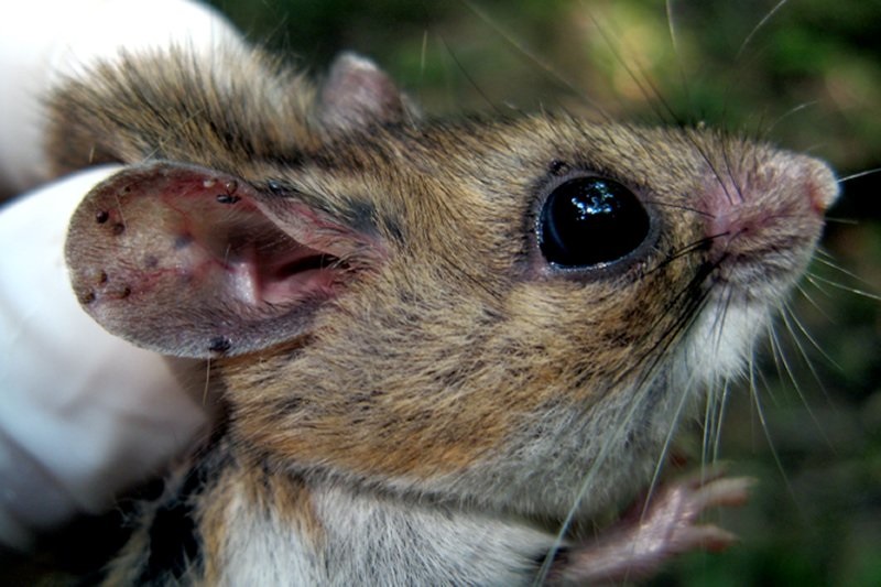 Mouse, Ticks