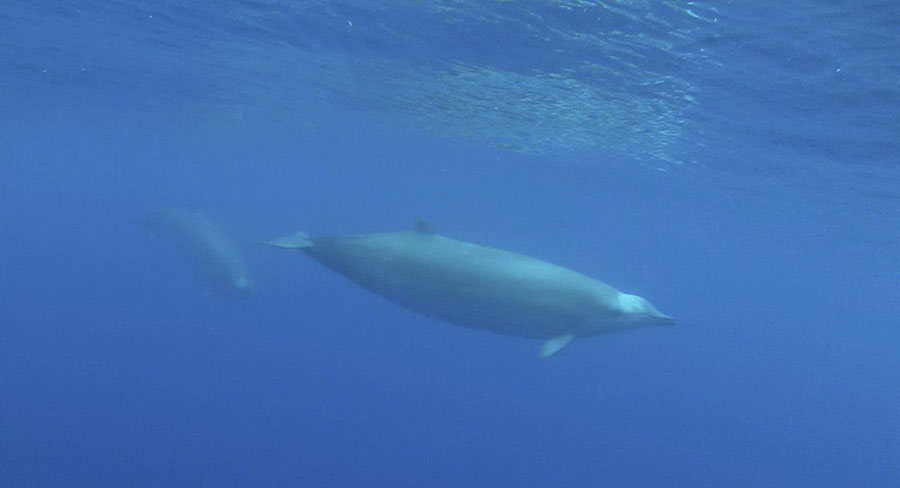 True-Beaked-Whales-