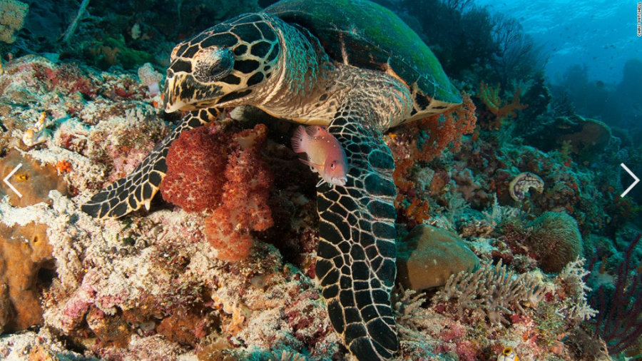 The Coral Triangle is home for six of the world's seven marine turtle species. Image credit: AquaNerd