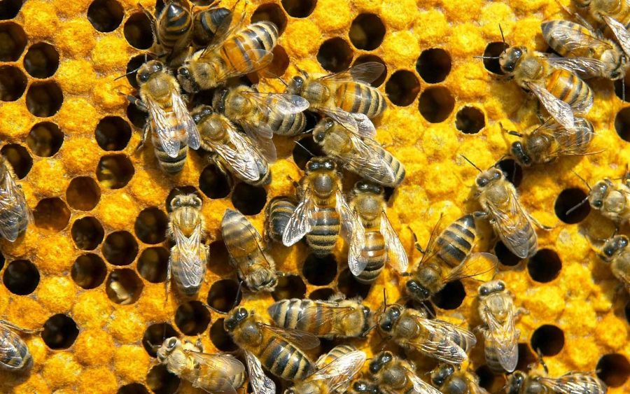 Bees
