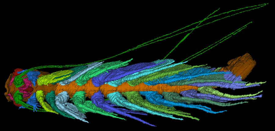 The Cascolus ravitis was discovered in Herefordshire, on the border between England and Wales. Image credit: Siveter et al / IBT