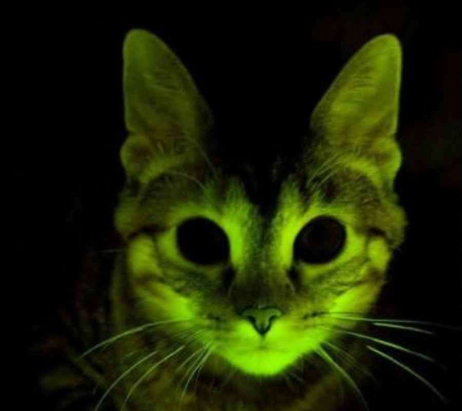 Glowing cat
