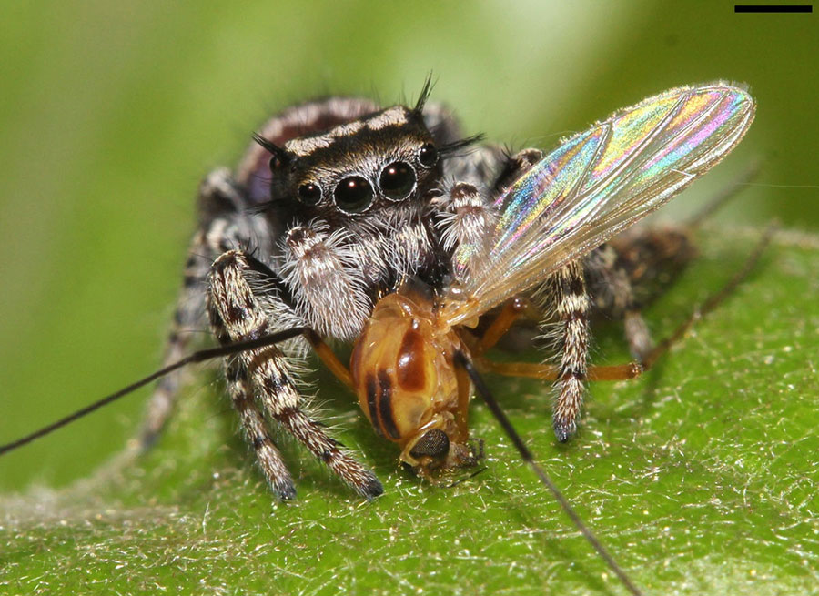 jumping-spider-prey