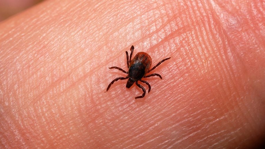 Ticks, Lyme Disease