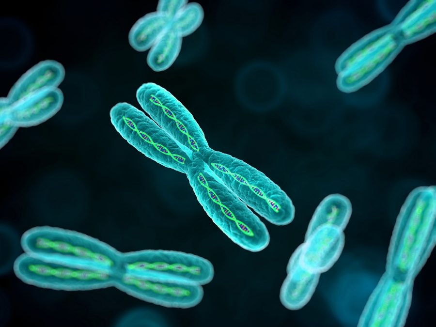 Chromosome