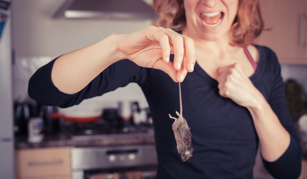 House Mouse