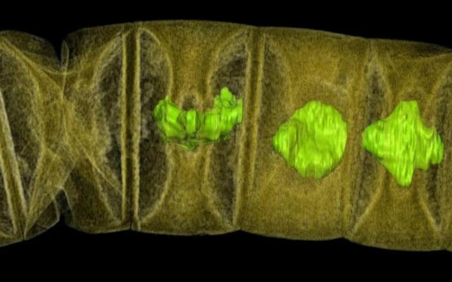 X-ray tomographic picture of fossil thread-like red algae. Image credit: Reuters. Caption credit: The Telegraph