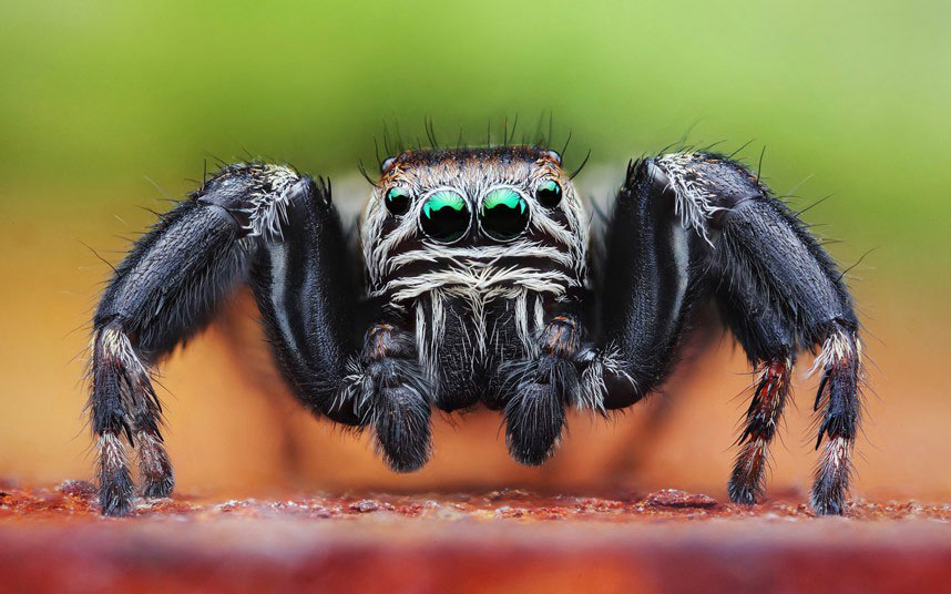spiders-insects