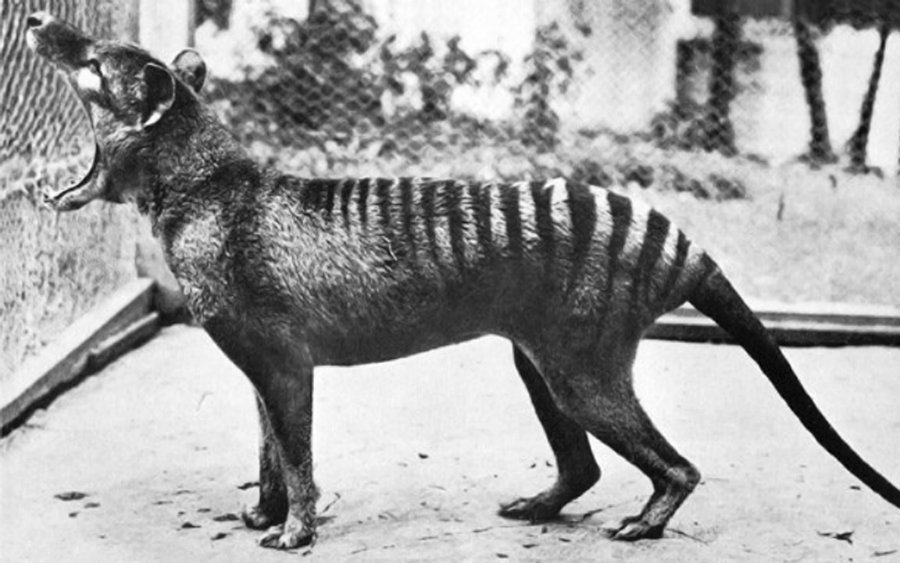 The actions to preserve the species came too late and after the death of "Benjamin," the last thylacine in Hobart Zoo. Image credit: The World of Animals