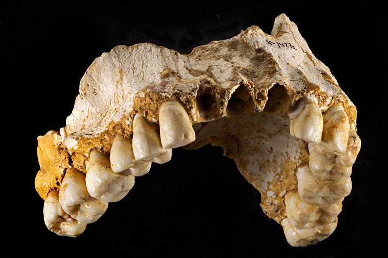 Neanderthals