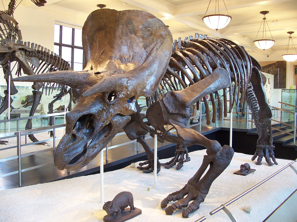 all types of triceratops