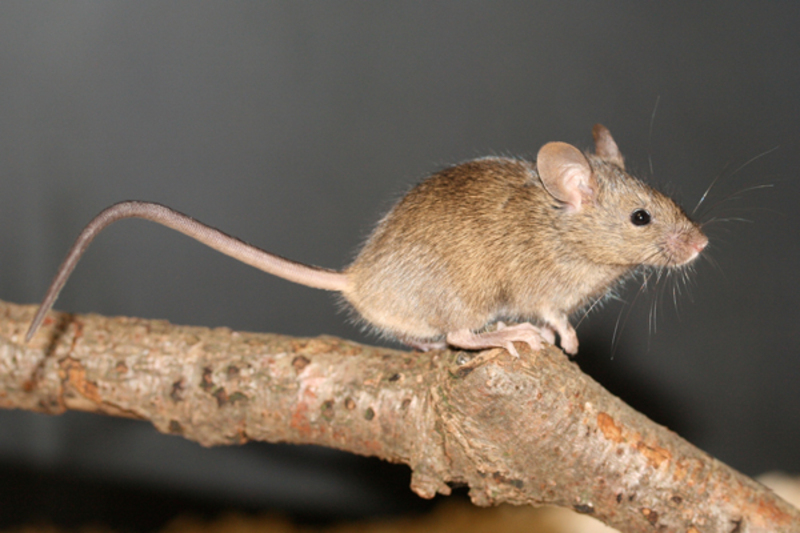 House Mouse