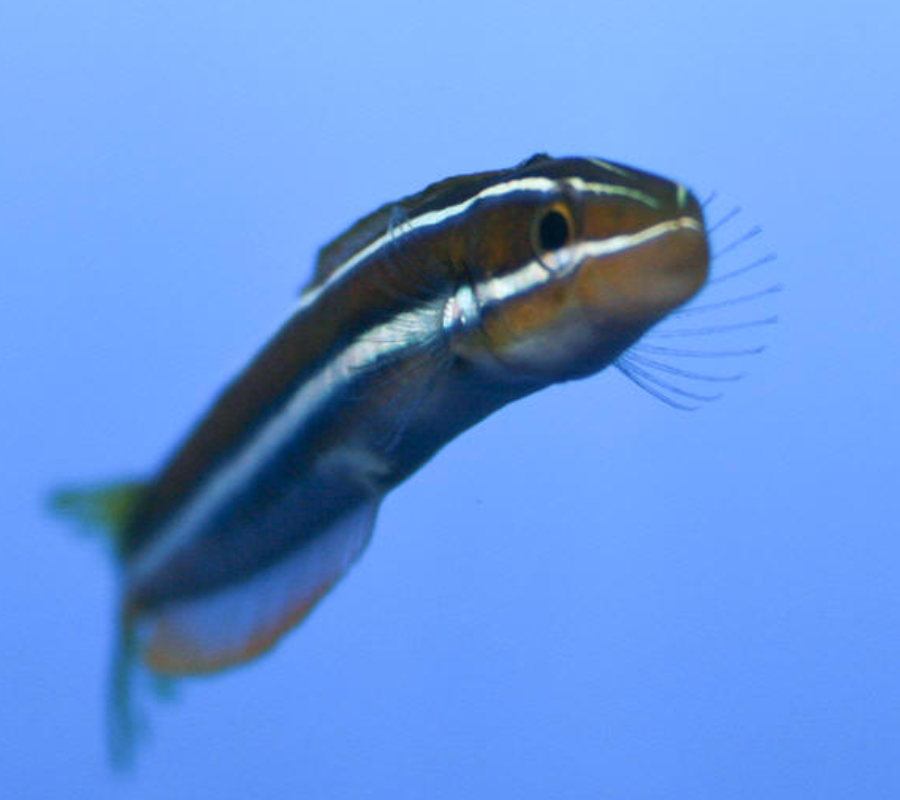 Fang Blenny