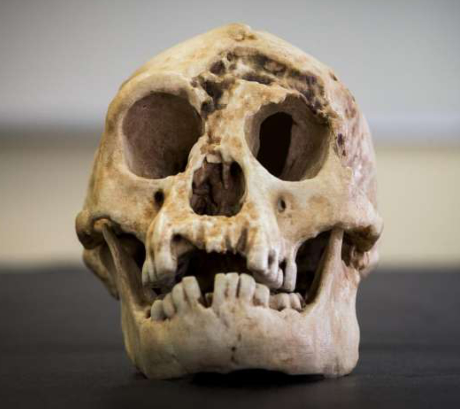 Homo floresiensis