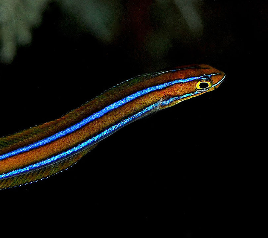 A bluestriped fang blenny