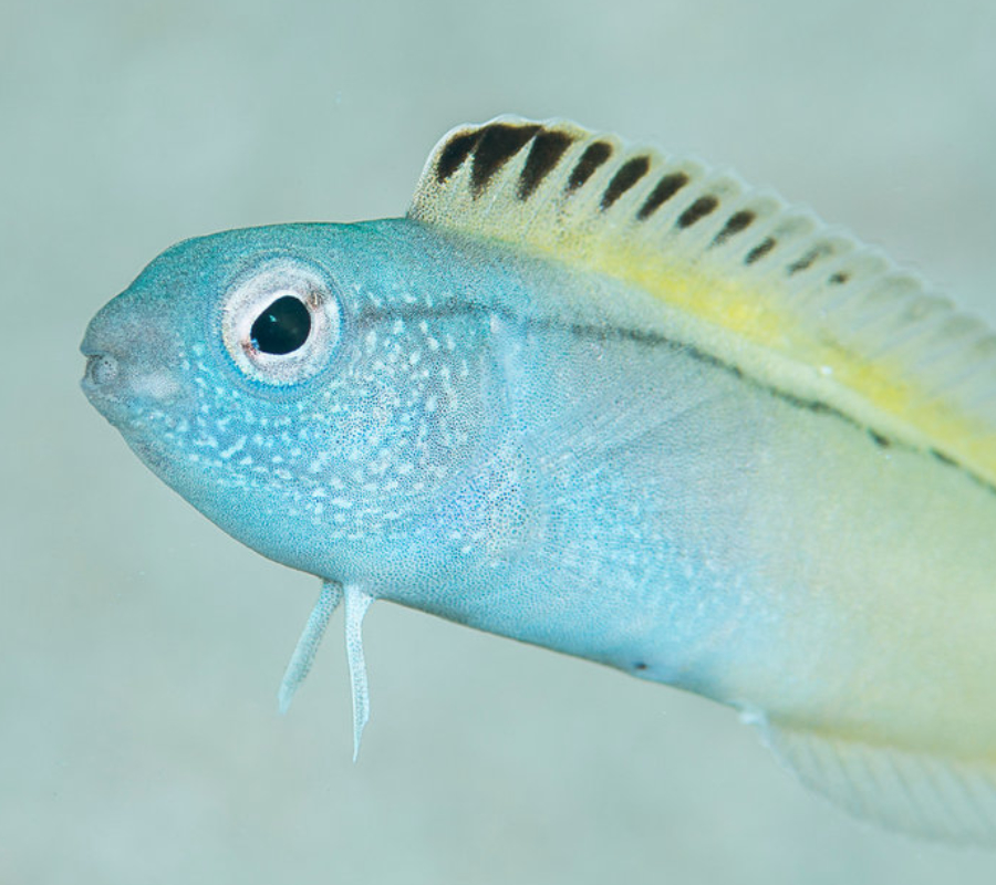 A bluestriped fang blenny