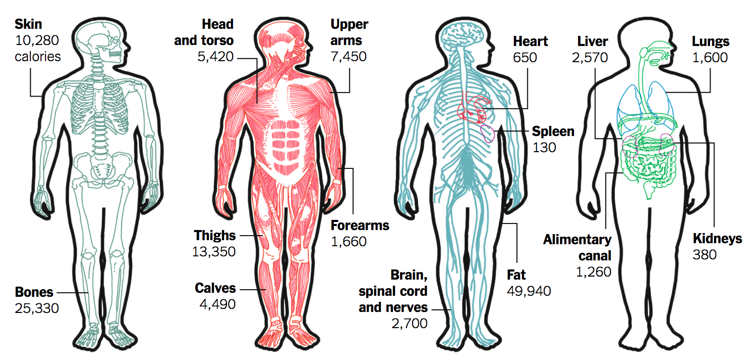 Calories in the human body