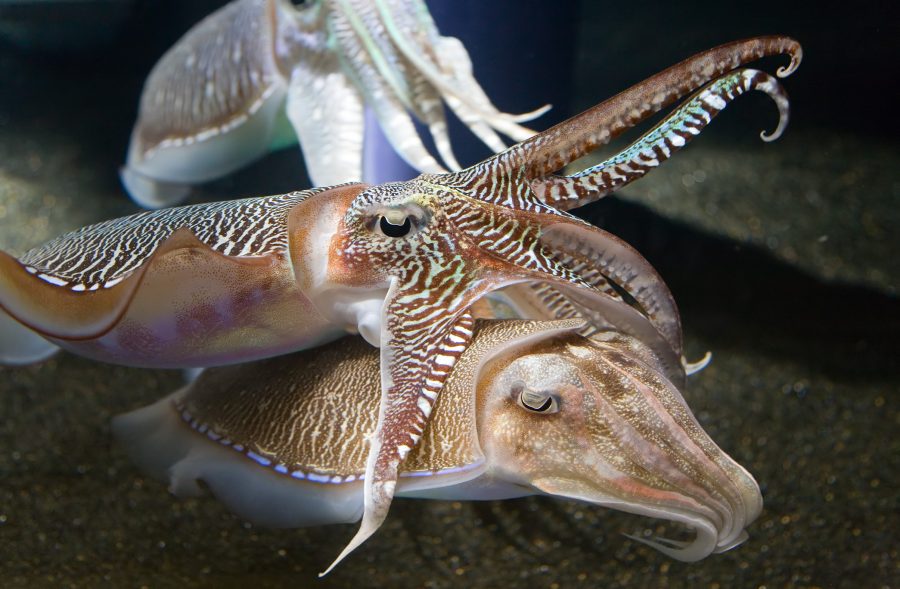 Octopus