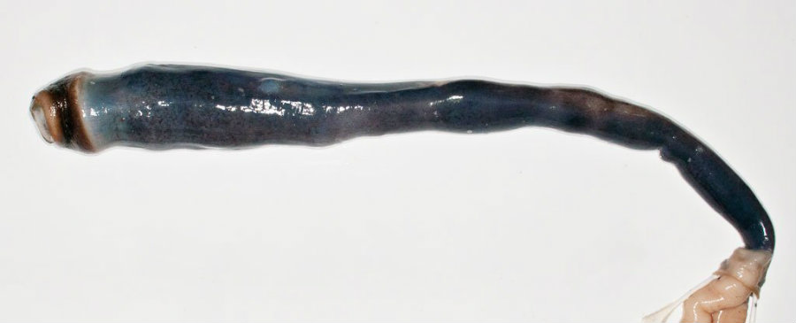 The elusive mollusk was searched for years. Image credit: Marvin Altamia / Science Alert