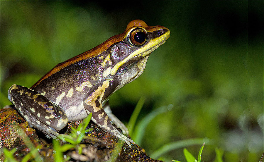 The mucus comes from the Hydrophylax bahuvistara, a variety of frog native to southern India. Image credit: Wikipedia