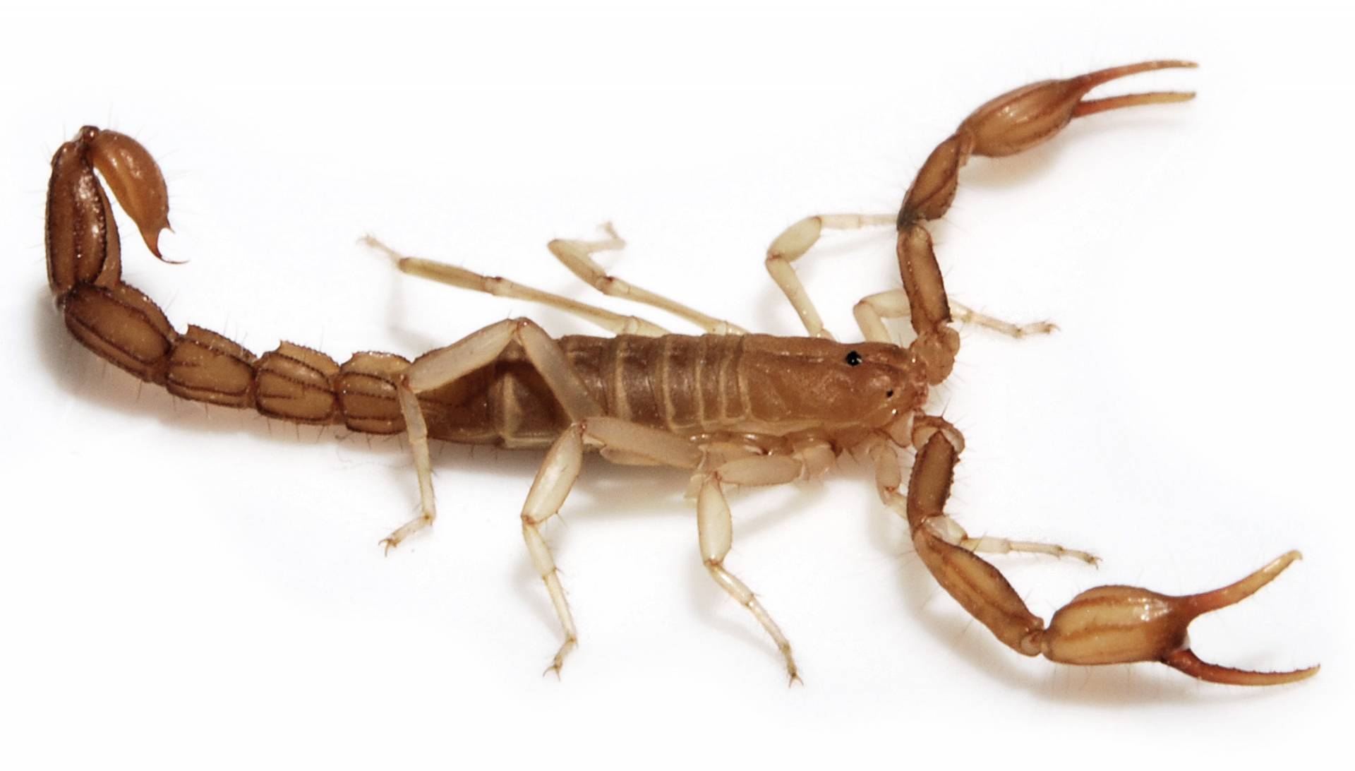 Live Scorpion found in spinach bag