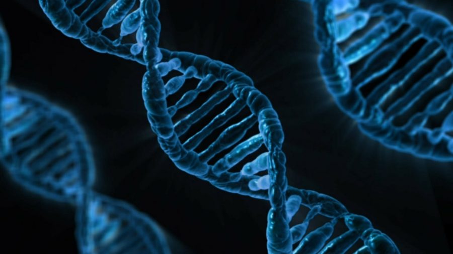 Study identifies Night Owl gene