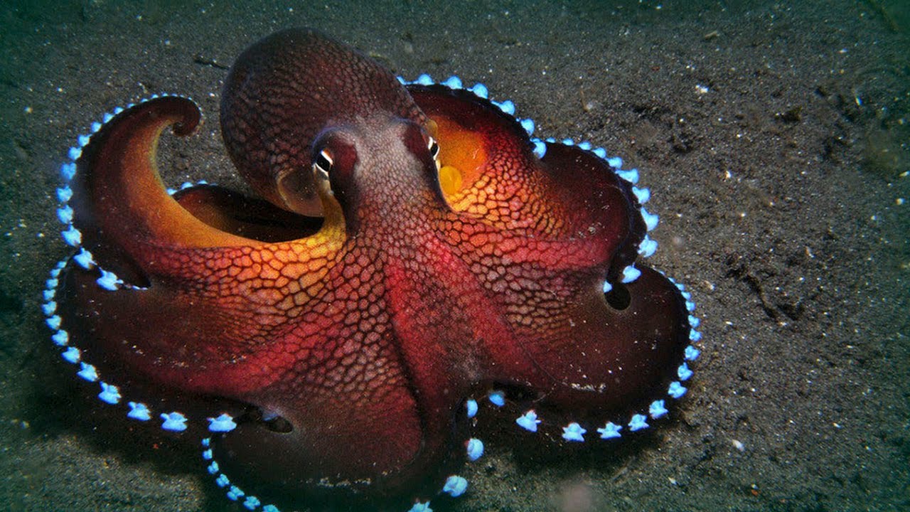 Cephalopods are so smart they can rewrite their own genes