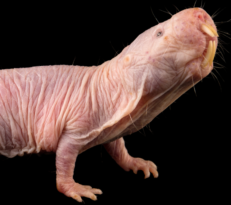 Naked mole rat