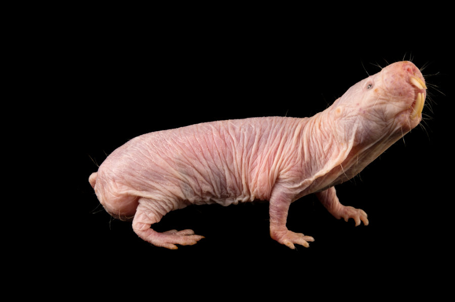 Naked mole rats appear to perform glycolysis using fructose as fuel if there is no oxygen available. Image credit: Joel Sartore / Nat Geo