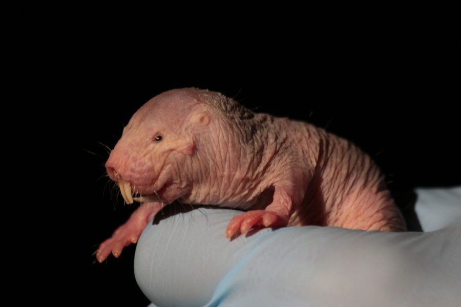 Naked Mole Rat