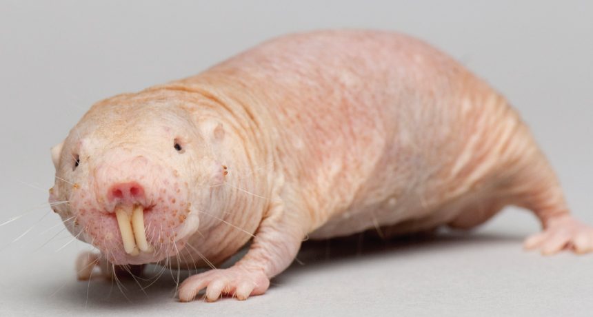 Naked Mole Rat