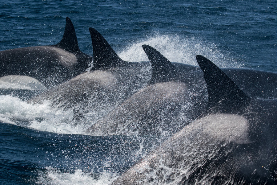 Image credit: National Geographic