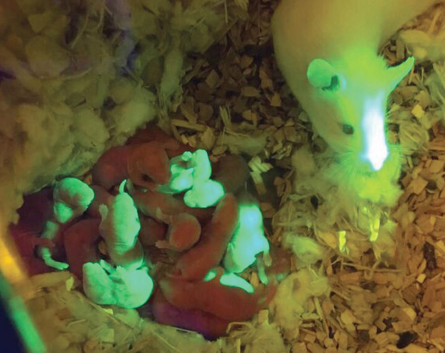 3D printed ovaries